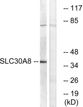 ZnT-8 rabbit pAb