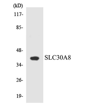 ZnT-8 rabbit pAb Antibody