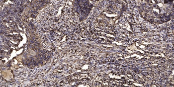 KV8.2 antibody