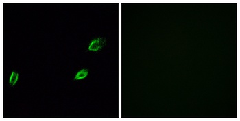 Photomedin-1 antibody