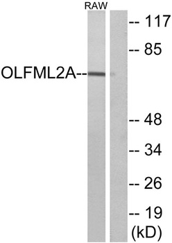 Photomedin-1 antibody