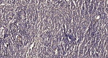 Photomedin-1 rabbit pAb