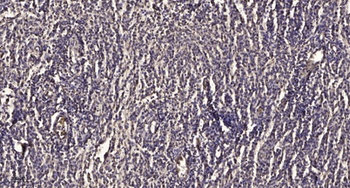 Photomedin-1 antibody