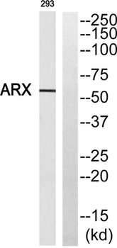 ARX rabbit pAb