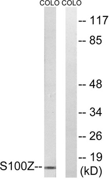 S-100Z antibody