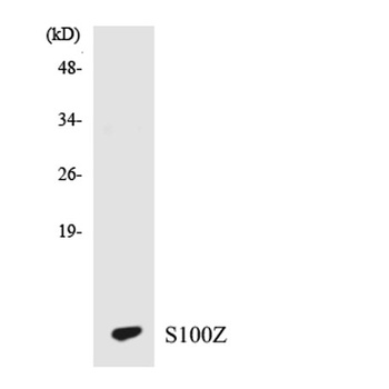 S-100Z antibody