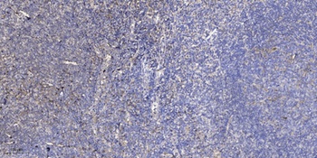 S-100Z antibody