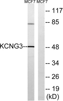 KCNG3 rabbit pAb
