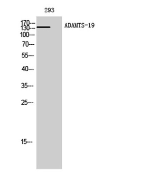 ADAMTS-19 rabbit pAb Antibody