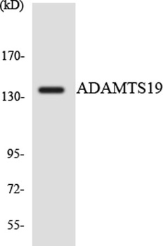ADAMTS-19 rabbit pAb Antibody