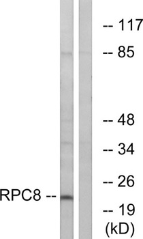 POLR3H antibody