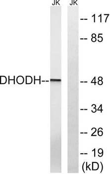 DHODH rabbit pAb