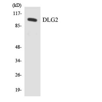 PSD-93 antibody