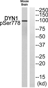 Dynamin I (phospho-Ser778) antibody