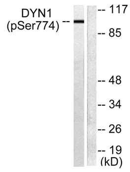 Dynamin I (phospho Ser774) rabbit pAb
