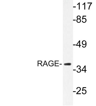 RAGE rabbit pAb