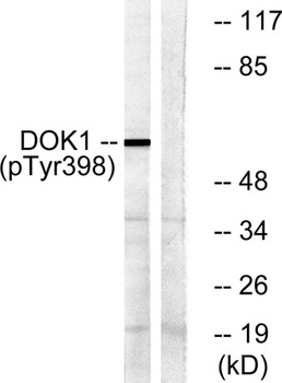 Dok-1 (phospho-Tyr398) antibody