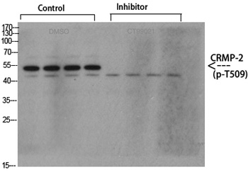 CRMP-2 (phospho Thr509) rabbit pAb Antibody