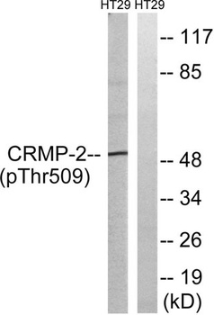 CRMP-2 (phospho Thr509) rabbit pAb