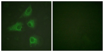 CRMP-2 antibody