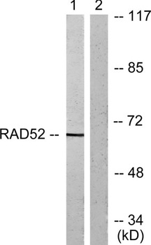 CRMP-2 rabbit pAb