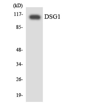 Dsg1 rabbit pAb