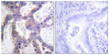 MKP-1 (phospho Ser359) rabbit pAb