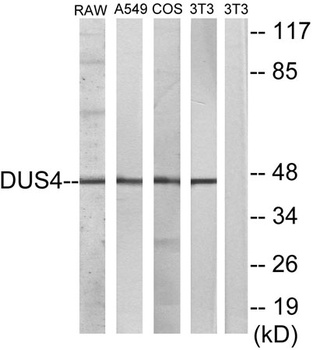 MKP-2 antibody