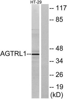 APLNR rabbit pAb