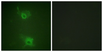 EDG-1 (phospho Thr236) rabbit pAb