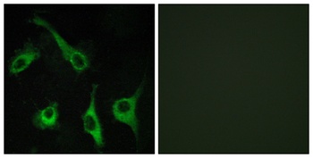 EDG-1 antibody