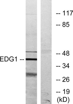 EDG-1 rabbit pAb