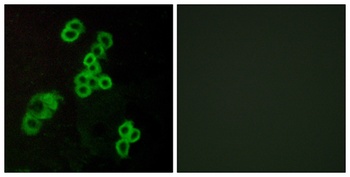 EDG-2 antibody