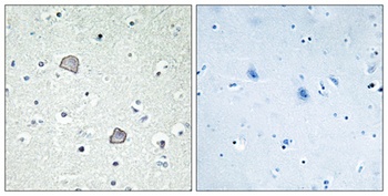 EDG-2 rabbit pAb