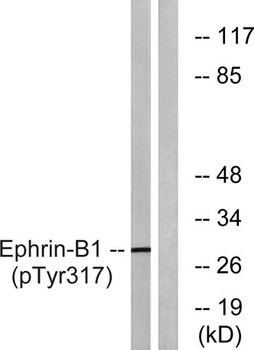 Ephrin-B1 (phospho-Tyr317) antibody