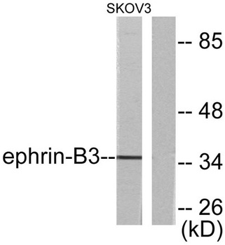 Ephrin-B3 rabbit pAb