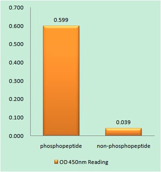 EGFR (phospho Tyr869) rabbit pAb