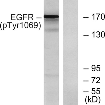 EGFR (phospho Tyr1069) rabbit pAb