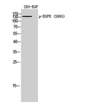 EGFR (phospho Ser695) rabbit pAb