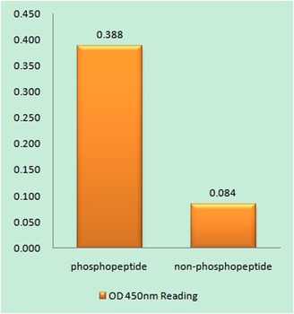 EGFR (phospho Ser1071) rabbit pAb