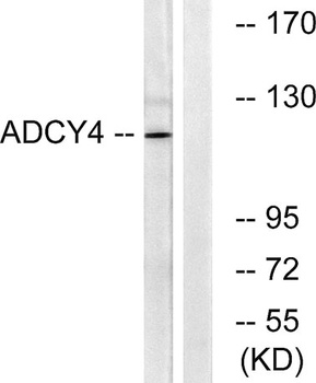 A Cyclase IV rabbit pAb