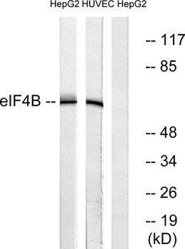 eIF4B rabbit pAb