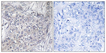 4E-BP1 (phospho Thr46) rabbit pAb