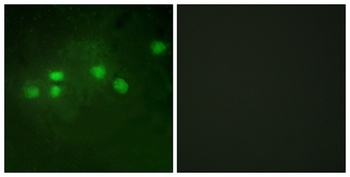 Elf-1 rabbit pAb
