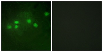 Elf-1 antibody