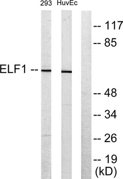 Elf-1 rabbit pAb
