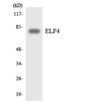 Elf-4 rabbit pAb