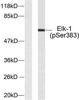 Elk-1 (phospho Ser383) rabbit pAb