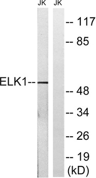 Elk-1 rabbit pAb