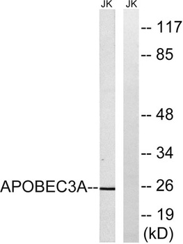 APOBEC3A rabbit pAb